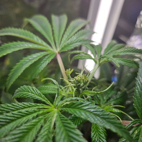 Juanita  growlog photo: FIM top and 1 branch