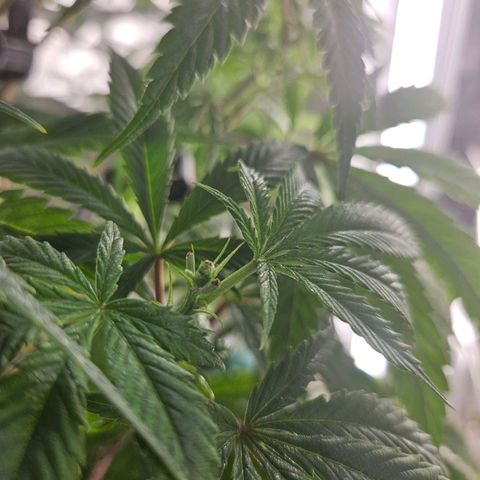 Juanita  growlog photo: FIM top and 1 branch