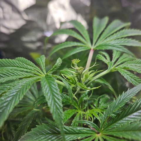 Juanita  growlog photo: FIM top and 1 branch