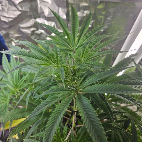 Juanita  growlog timeline photo