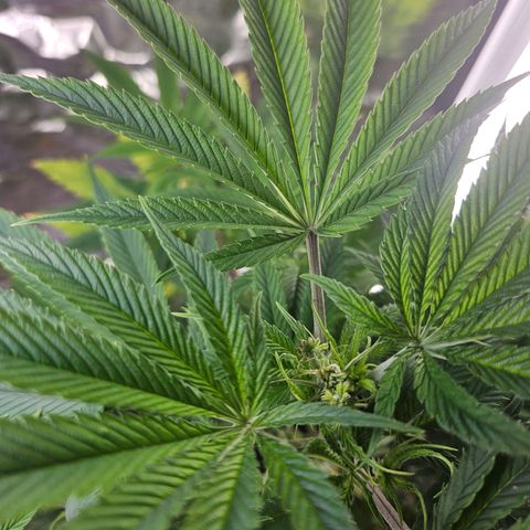 Juanita  growlog timeline photo