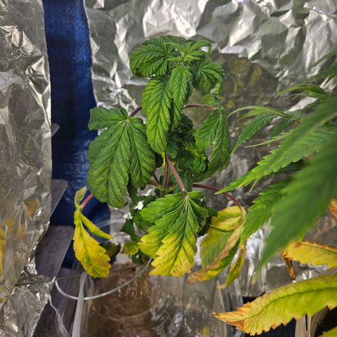 Juanita  growlog timeline photo