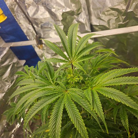 Juanita  growlog timeline photo