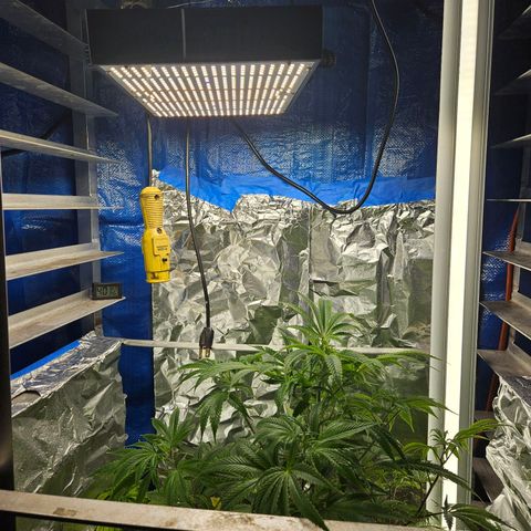 Juanita  growlog photo: New light