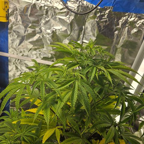 Juanita  growlog timeline photo