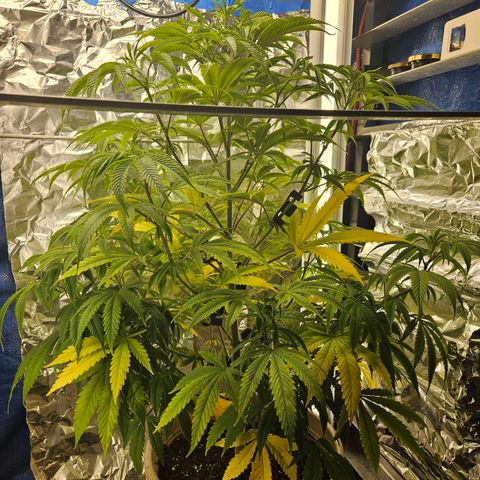 Juanita  growlog timeline photo