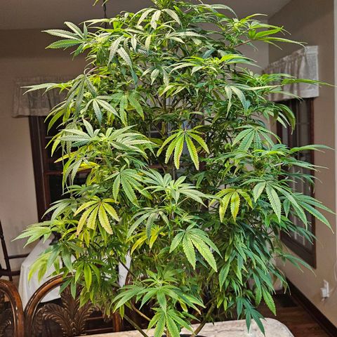 Juanita  growlog timeline photo