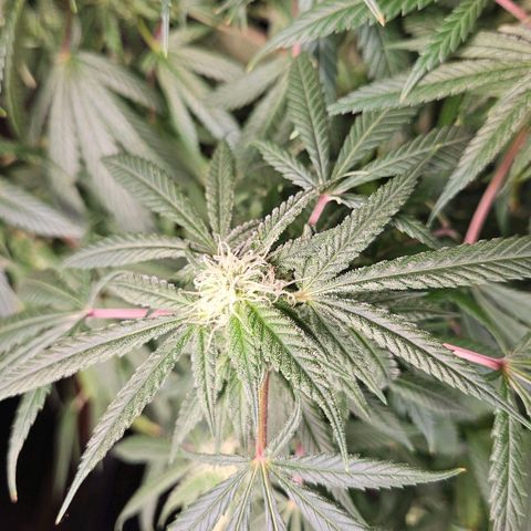 Juanita  growlog timeline photo