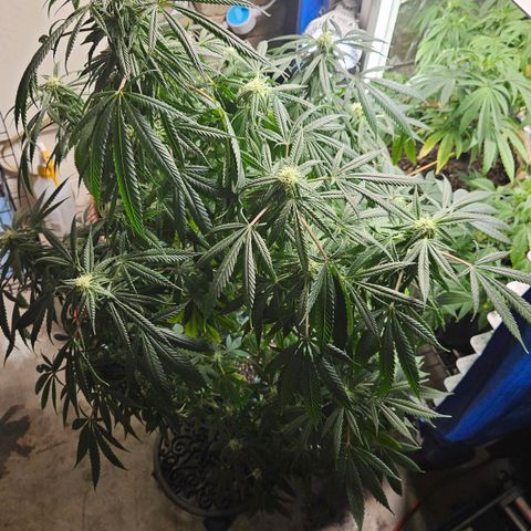 Juanita  growlog timeline photo
