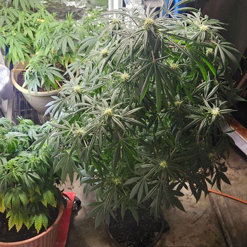 Juanita  growlog timeline photo