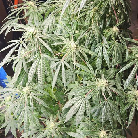 Juanita  growlog timeline photo