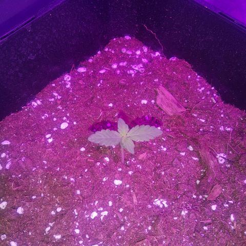 Auto Gorilla Glue #4 growlog timeline photo