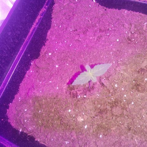 Gorilla glue 1 growlog timeline photo