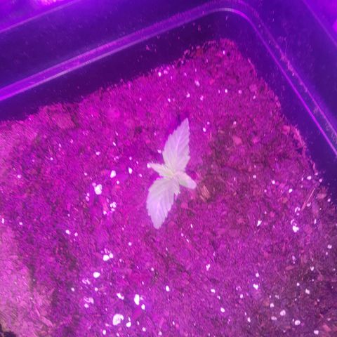 Auto Gorilla Glue #4 growlog photo: It's a healthy plant❤️