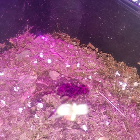 Blue dream lst growlog timeline photo