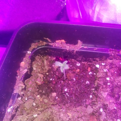Nitro haze 1 growlog timeline photo