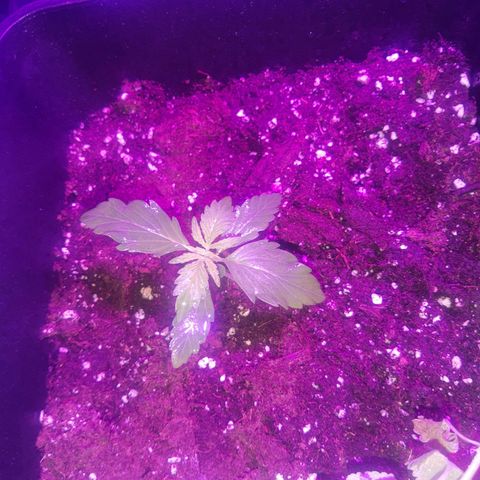 Auto Gorilla Glue #4 growlog timeline photo