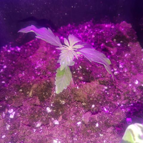 Auto Gorilla Glue #4 growlog timeline photo