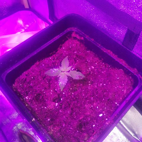 Gorilla glue 1 growlog timeline photo