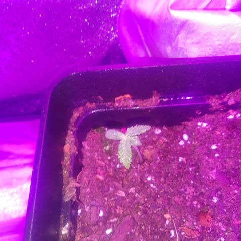 Nitro haze 1 growlog timeline photo