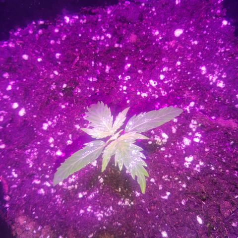 Lebron haze lst growlog timeline photo