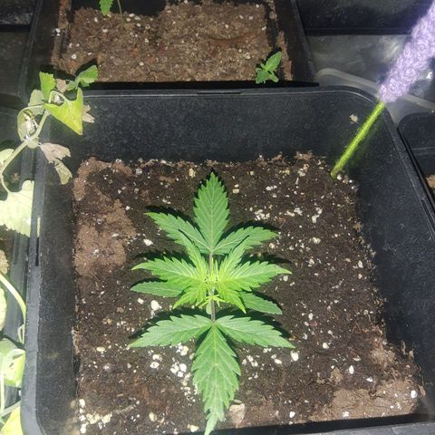 Lebron haze lst growlog photo: Ready for slt