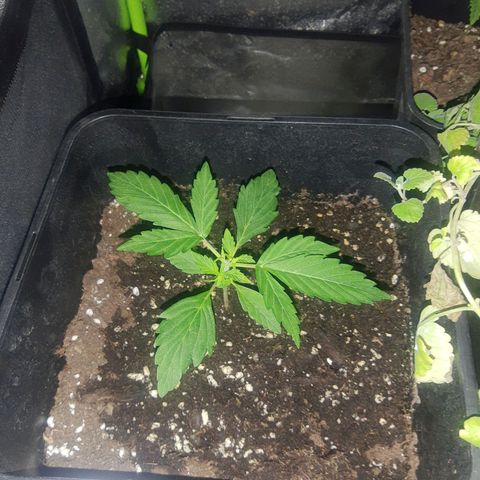 Auto Gorilla Glue #4 growlog photo: Apical cut 