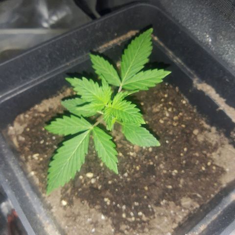 Gorilla glue 1 growlog timeline photo