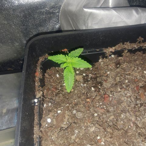 Nitro haze 1 growlog timeline photo