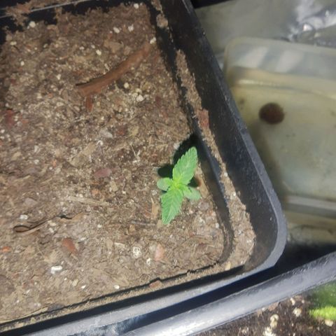 Nitro haze 2 growlog timeline photo