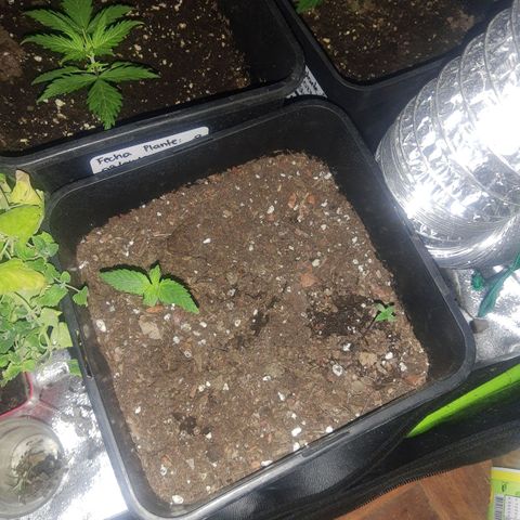 Blue dream lst growlog photo: 1 week of difference