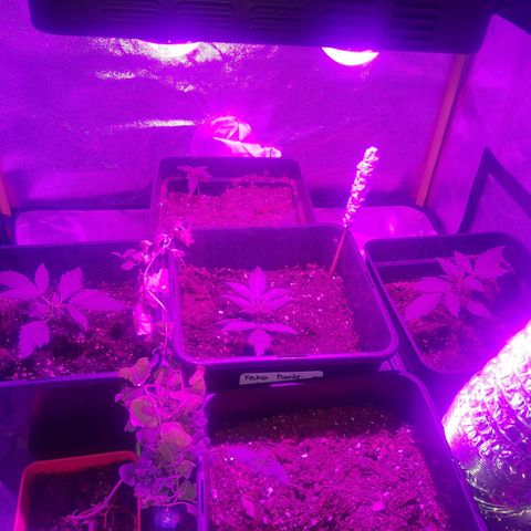 Nitro haze 2 growlog photo: My beatifull proyecto for my anxiety