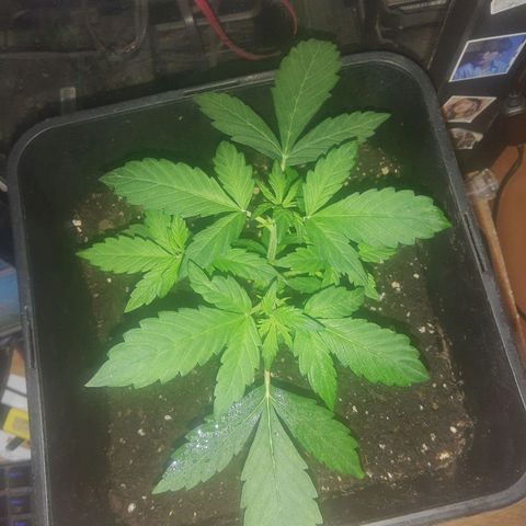 Auto Gorilla Glue #4 growlog timeline photo