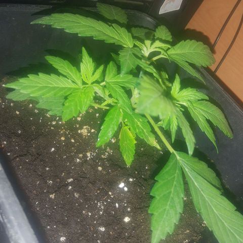 Auto Gorilla Glue #4 growlog timeline photo