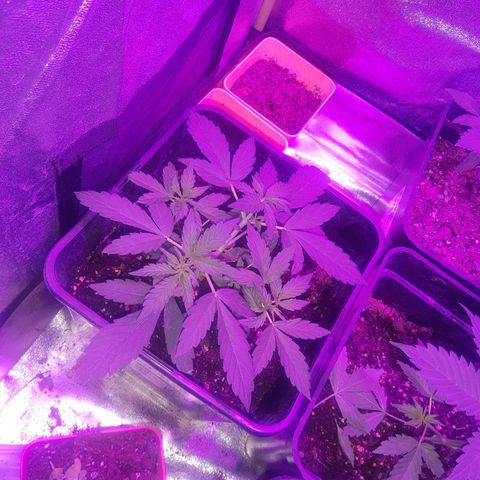 Auto Gorilla Glue #4 growlog timeline photo