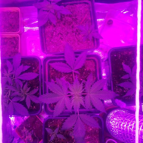 Gorilla glue 1 growlog timeline photo