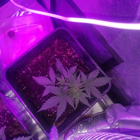 Lebron haze lst growlog timeline photo