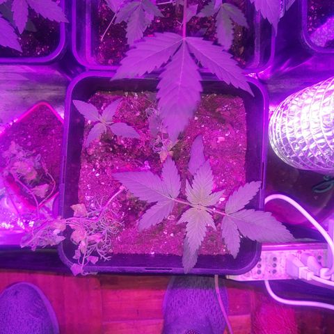 Blue dream lst growlog timeline photo