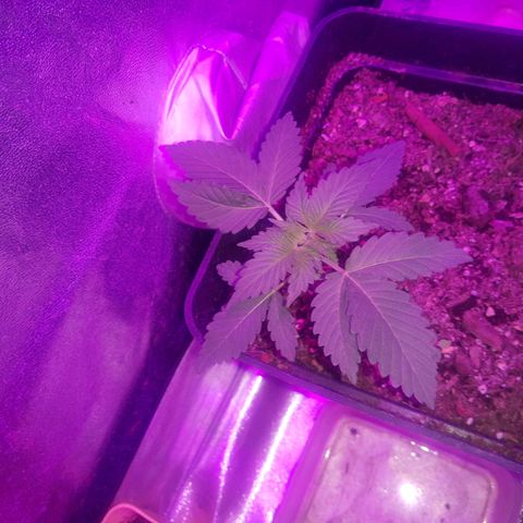 Nitro haze 1 growlog timeline photo