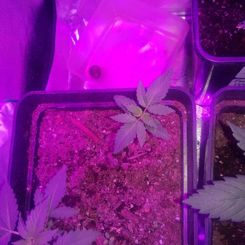 Nitro haze 2 growlog timeline photo