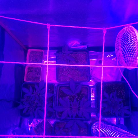 Nitro haze 2 growlog timeline photo