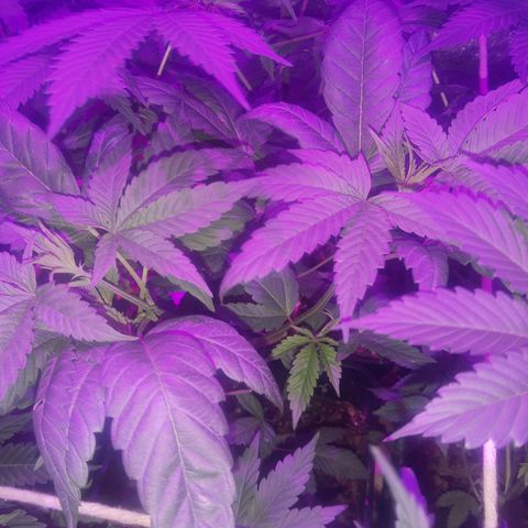 Nitro haze 1 growlog timeline photo
