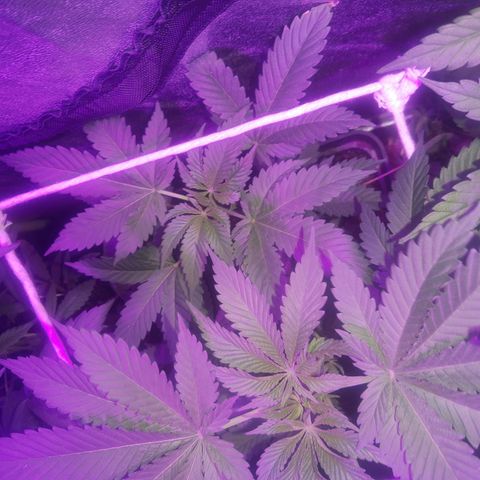 Nitro haze 2 growlog timeline photo