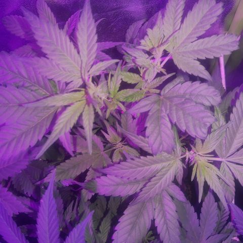 Blue dream lst growlog timeline photo