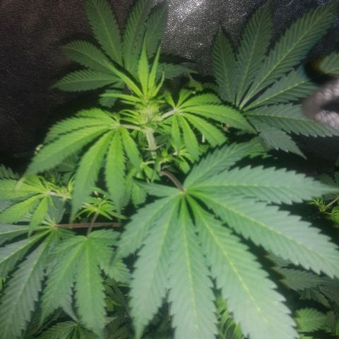 Gorilla glue 1 growlog timeline photo