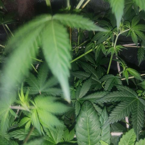 Gorilla glue 1 growlog timeline photo