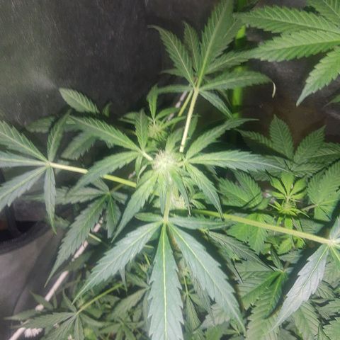Lebron haze lst growlog timeline photo