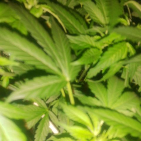 Auto Gorilla Glue #4 growlog timeline photo