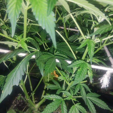 Auto Gorilla Glue #4 growlog timeline photo