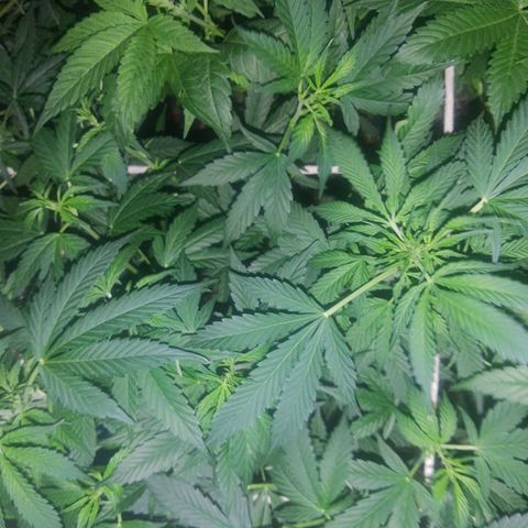 Auto Gorilla Glue #4 growlog timeline photo